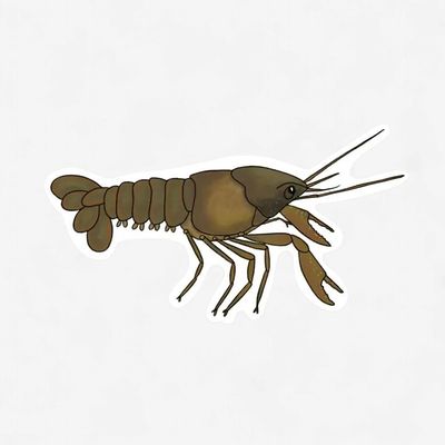 Maumee Crayfish Sticker