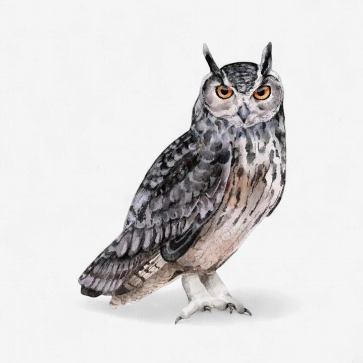 Great Horned Owl Vinyl Sticker