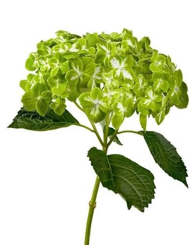 Hydrangea - Variegated