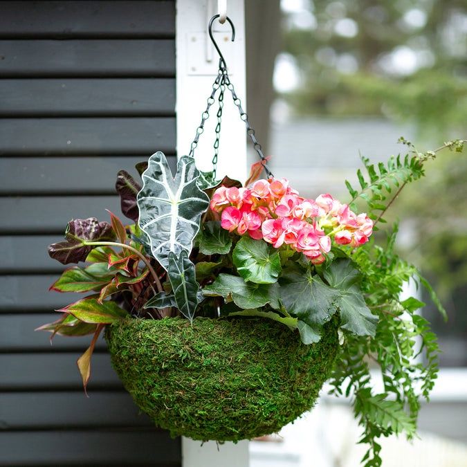 12" Hanging Moss Basket