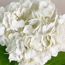 Hydrangea - White Extra