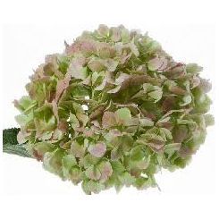 Charmant Hydrangea - Antique
