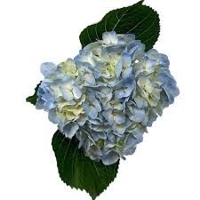 Hydrangea - Blue Select