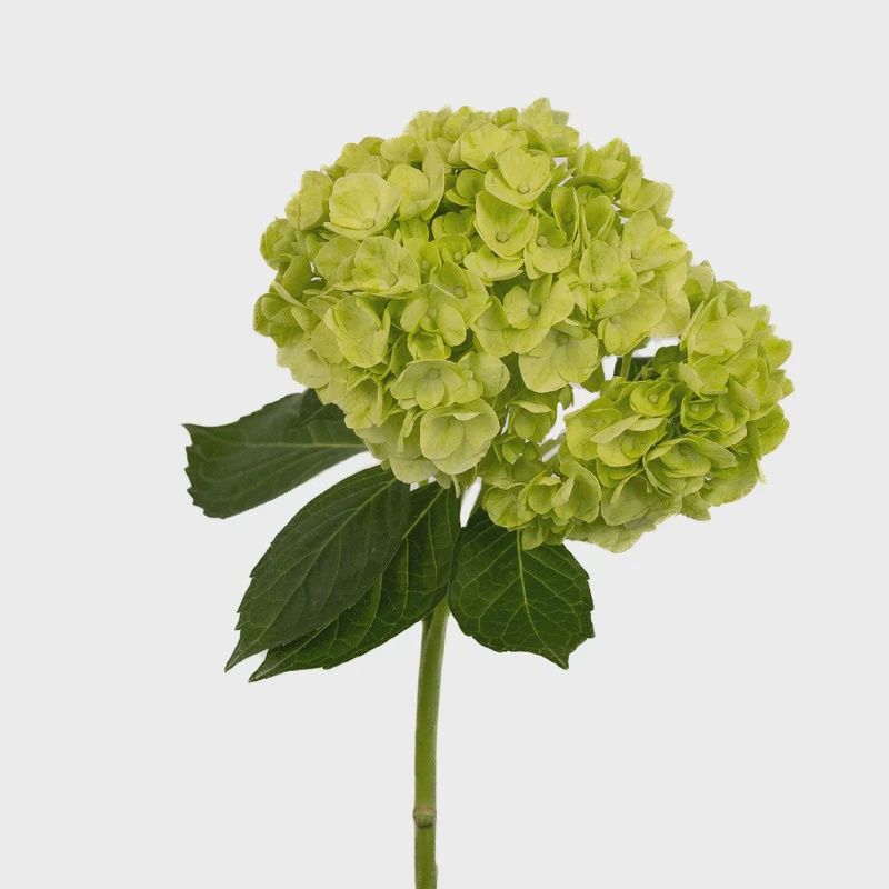Hydrangea - Light Green