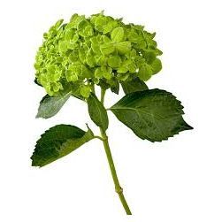 Hydrangea - Emerald Green