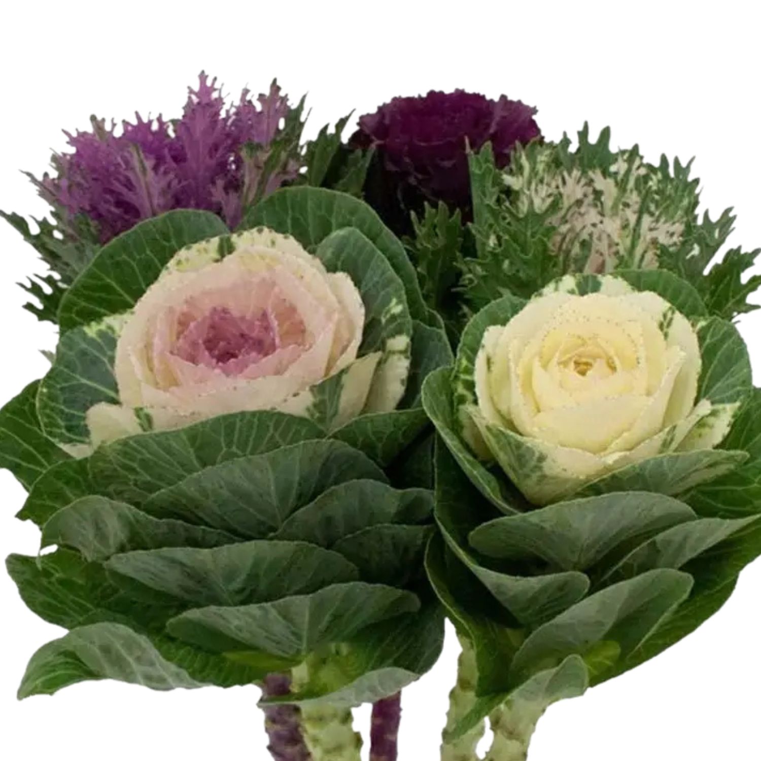Kale - Ornamental Flowering Stem