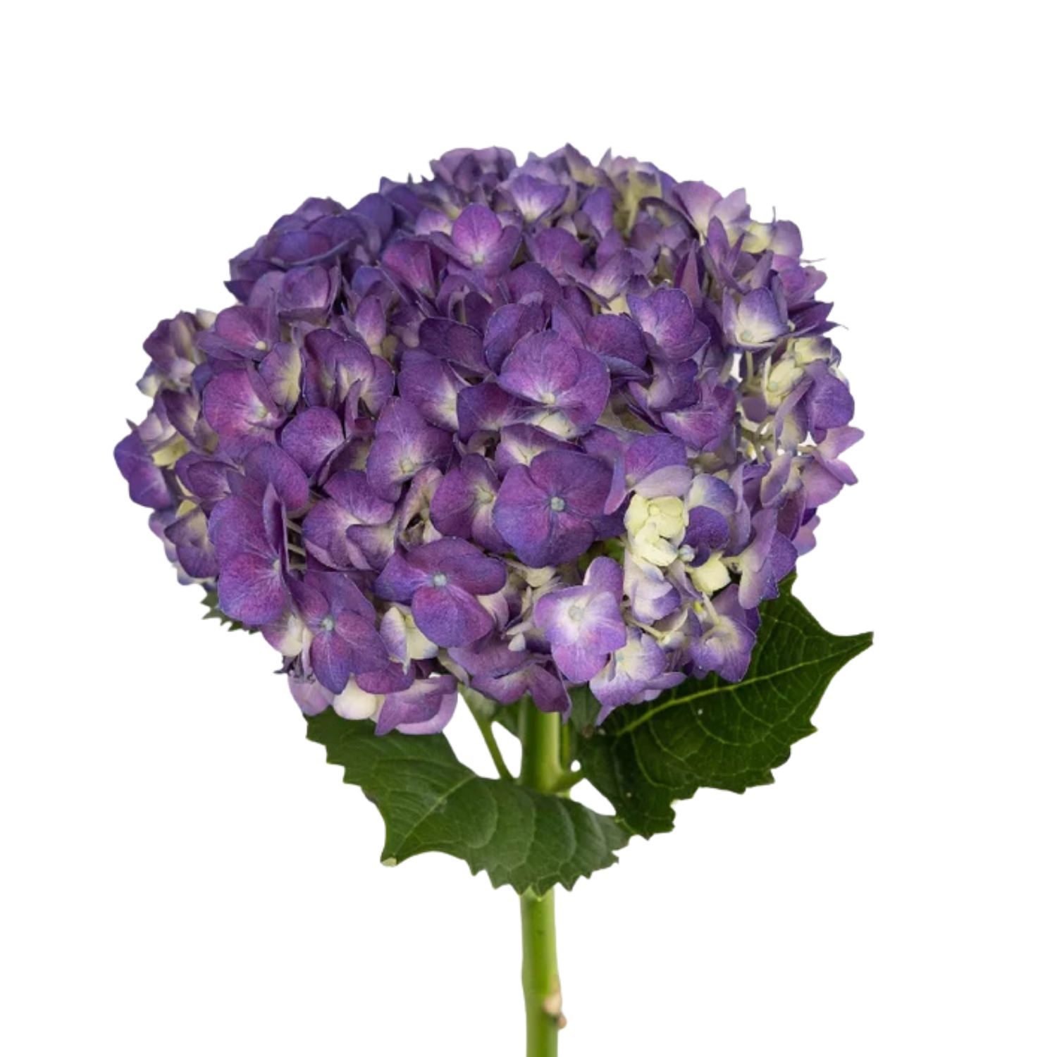 Hydrangea - Purple