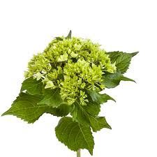 Hydrangea - Mini Green