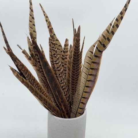 Pheasant Feather
