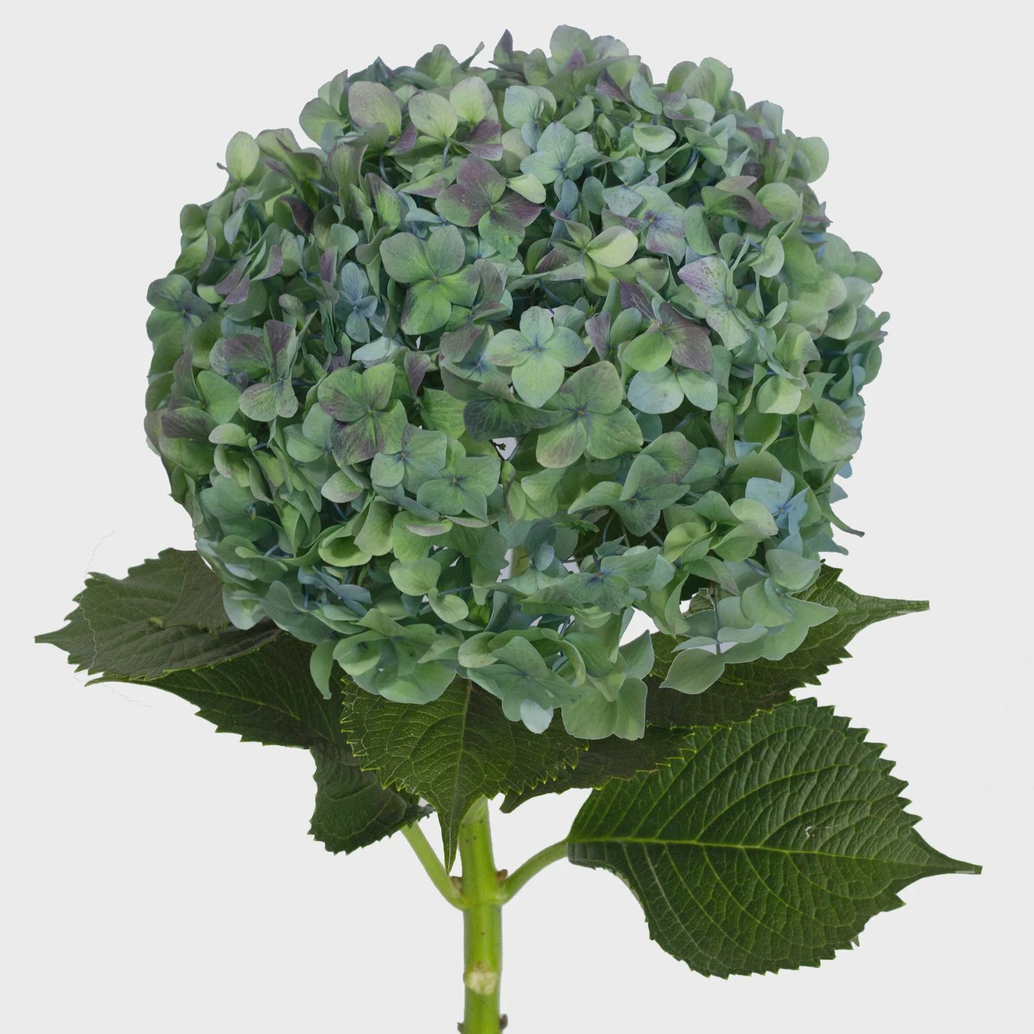 Hydrangea - Blue Antique "Hulk"