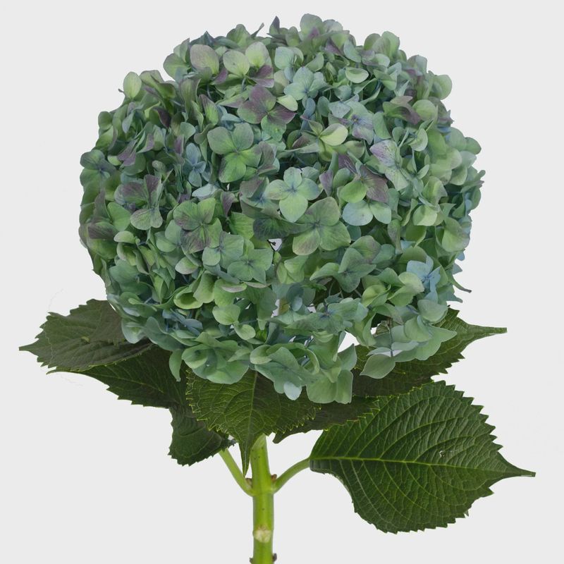 Hydrangea - Blue Antique "Hulk"