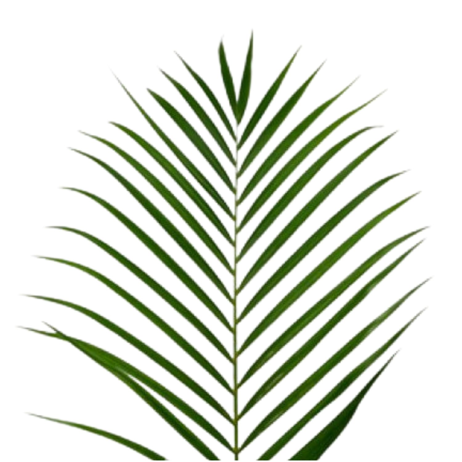 Areca Palm - 3'