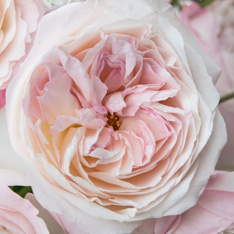 David Austin Garden Rose