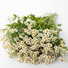 Feverfew (Chamomile)