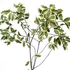 Pittosporum - Italian