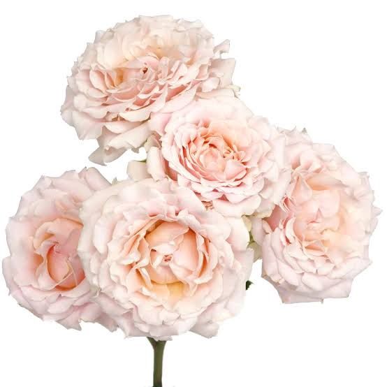 Spray Rose - Garden