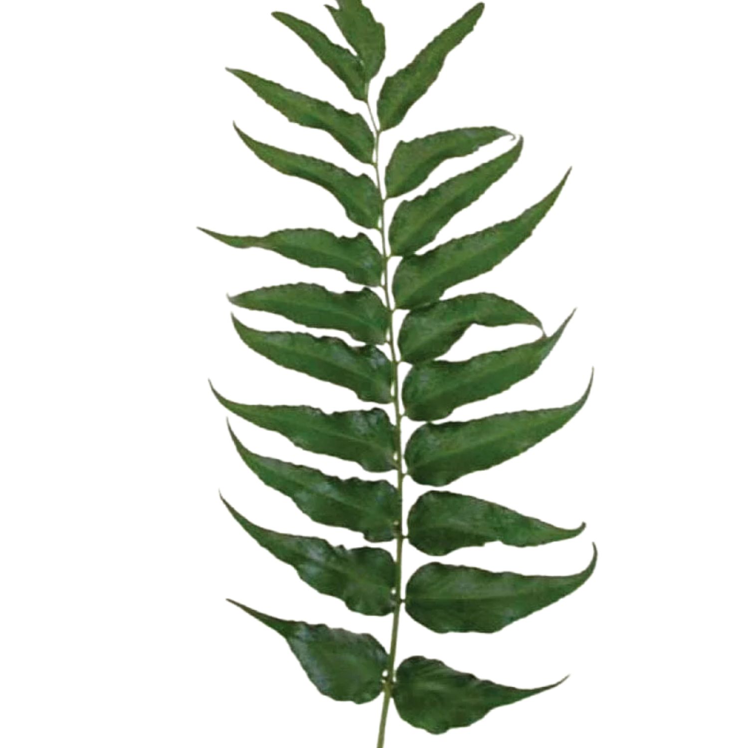 Fern - Green Holly