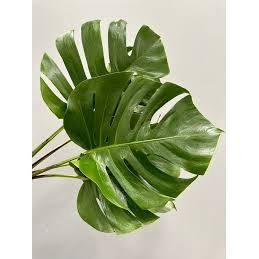 Monstera - Small
