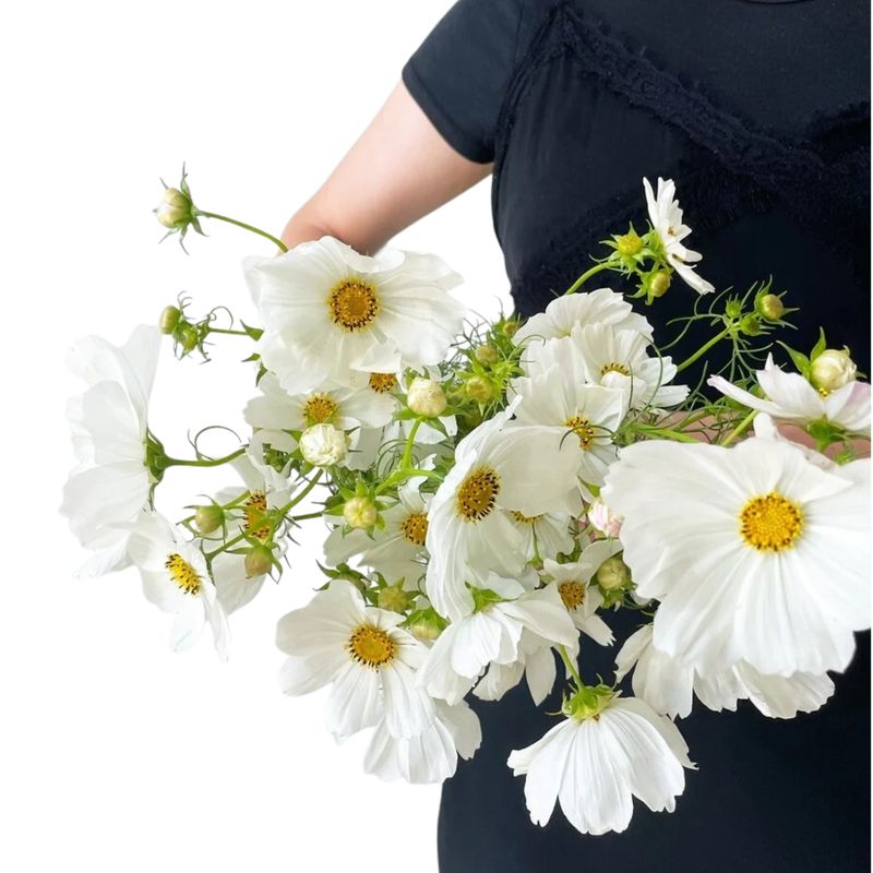Cosmos