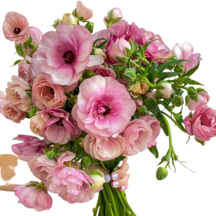 Ranunculus - Butterfly