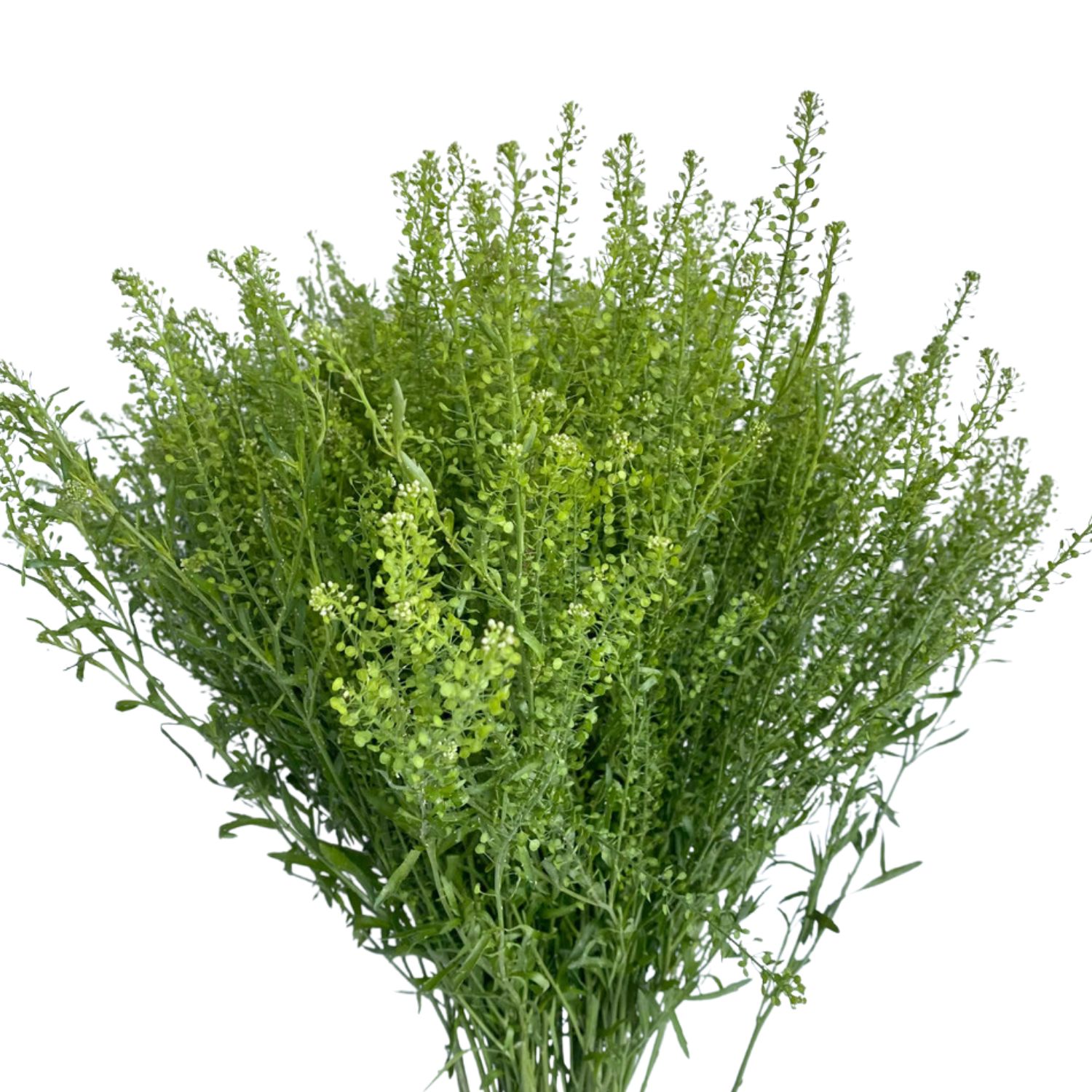 Lepidium