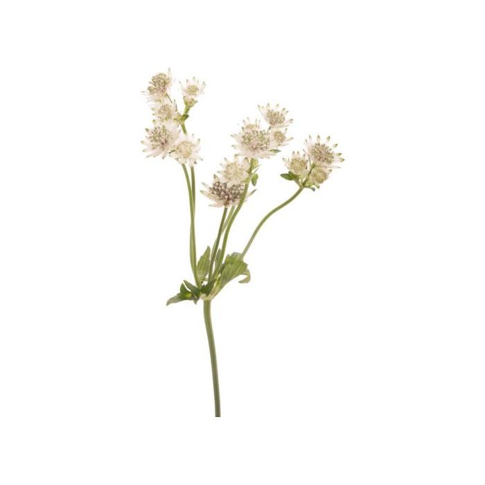 Astrantia