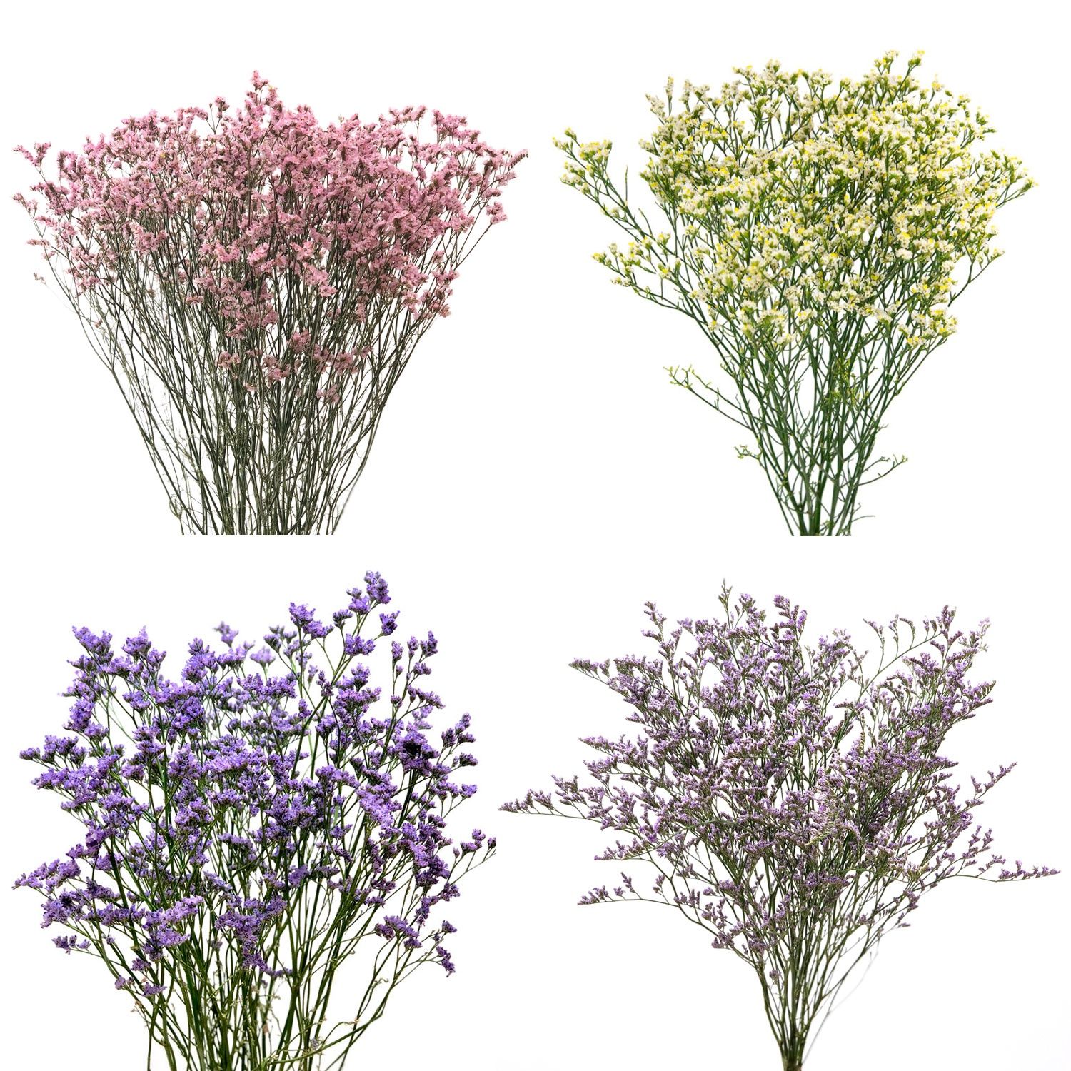 Limonium