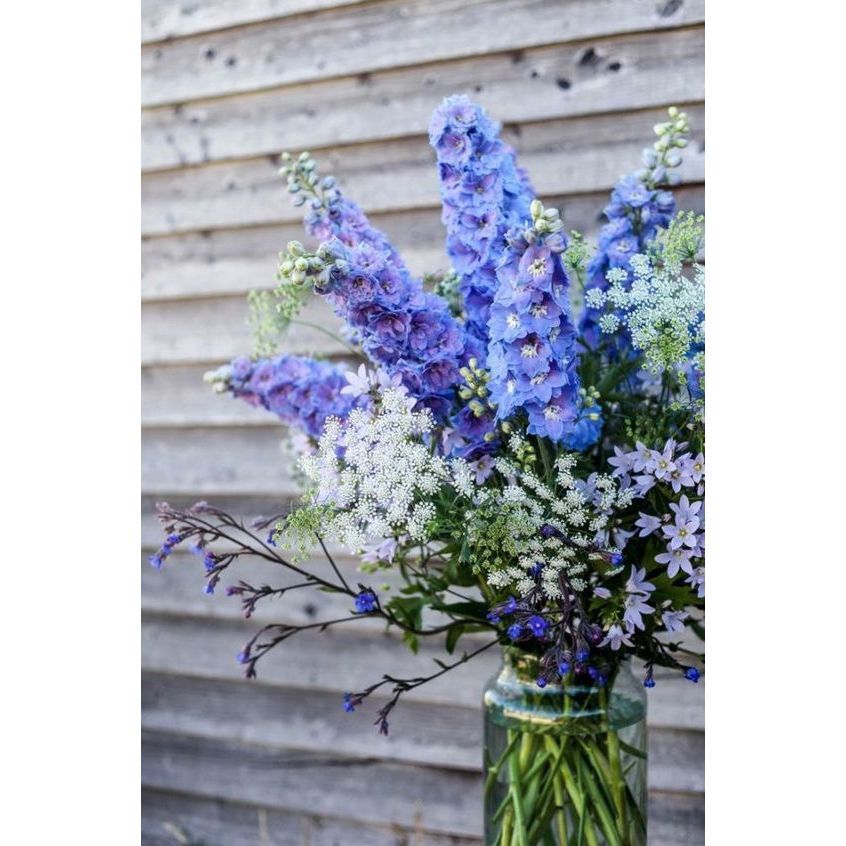 Delphinium