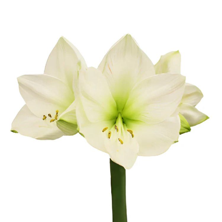 Amaryllis