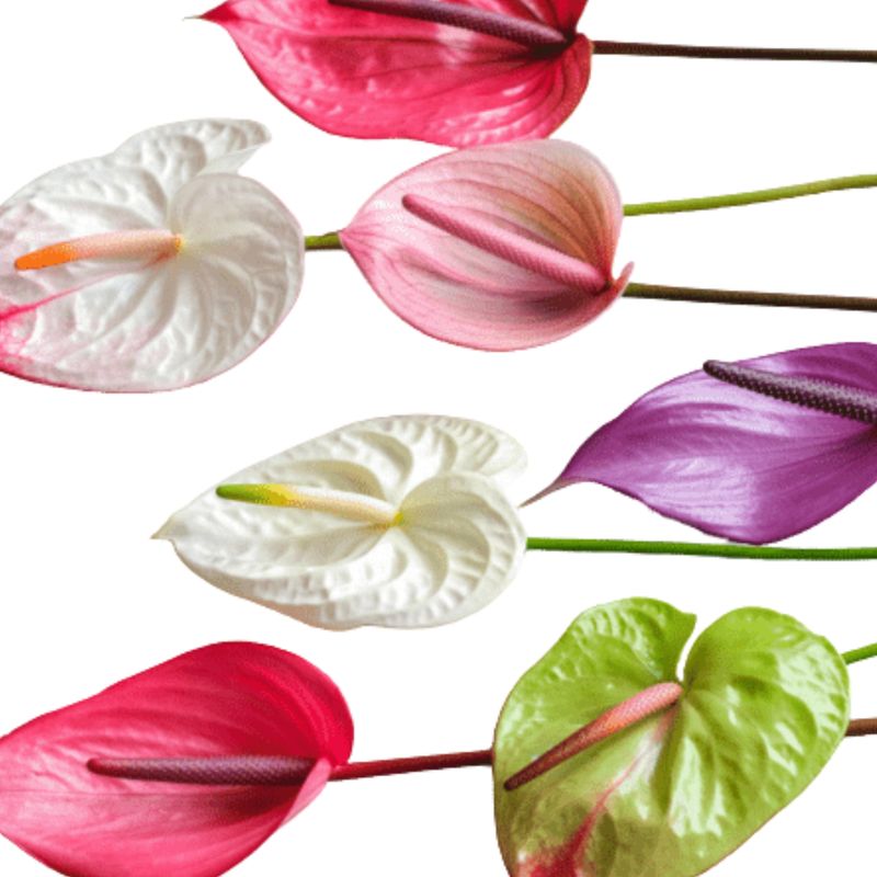 Anthurium