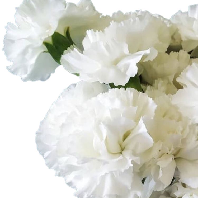 Carnation - Mini
