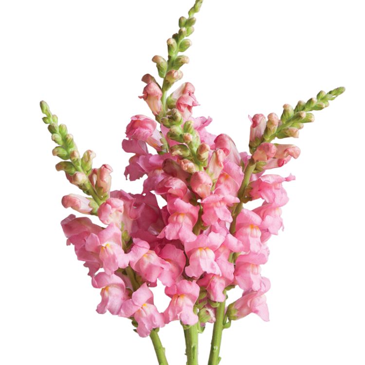 Snapdragon