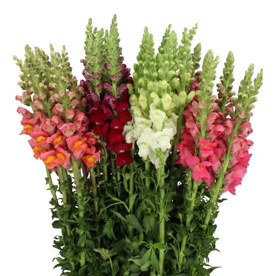 Snapdragon