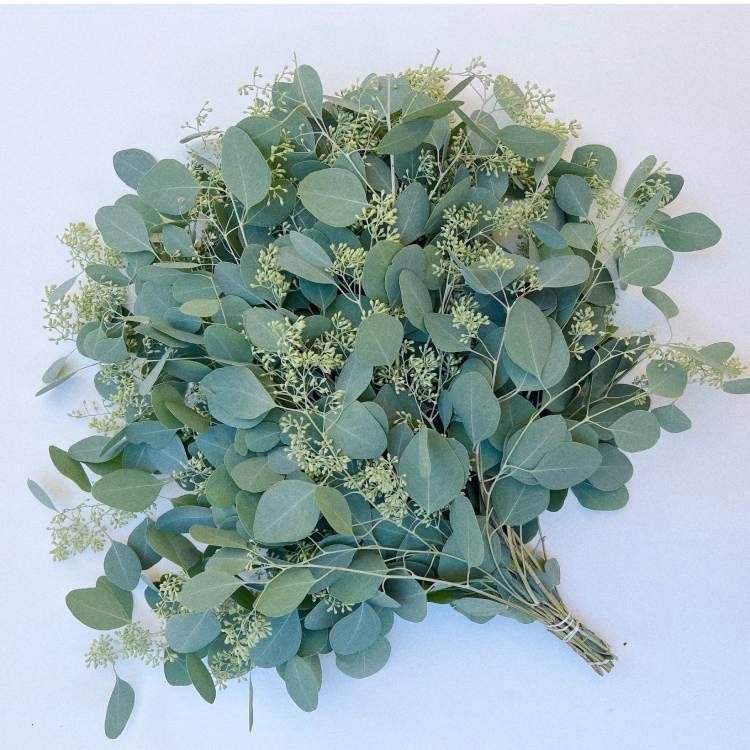 Eucalyptus - Seeded