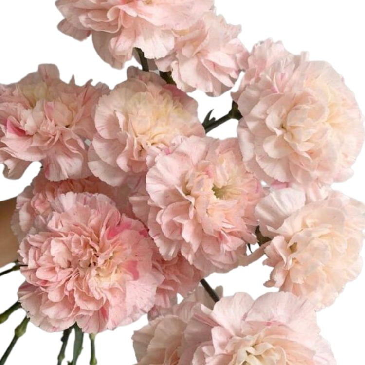 Carnation