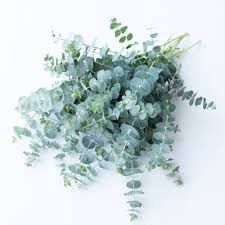 Eucalyptus - Baby Blue
