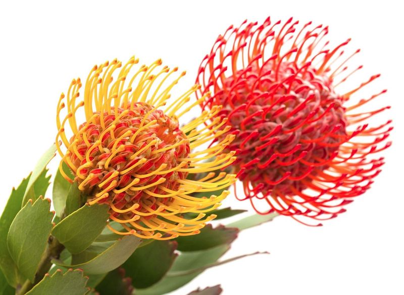 Pin Cushion Protea