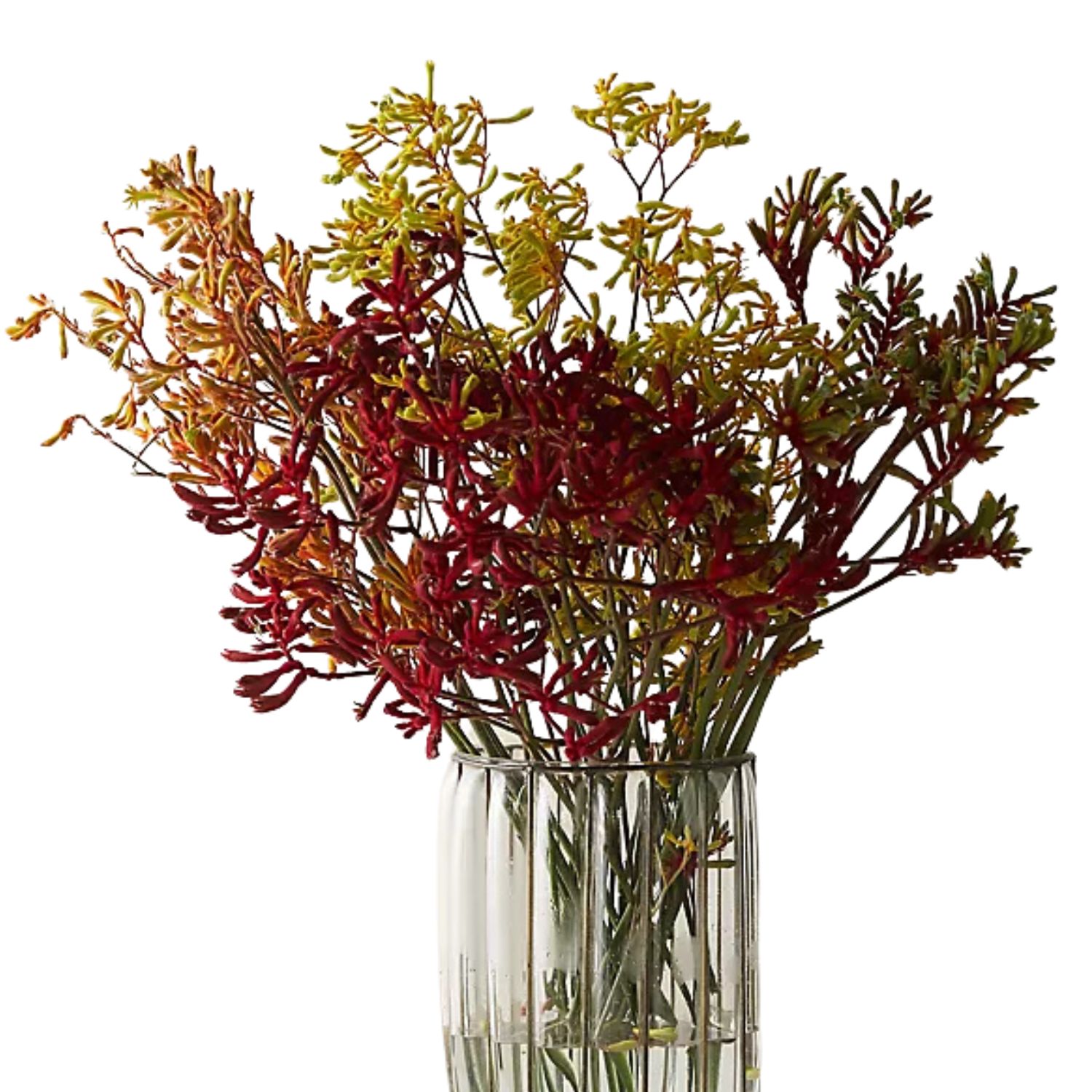Kangaroo Paws