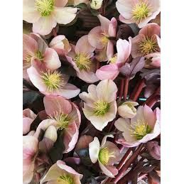 Hellebore