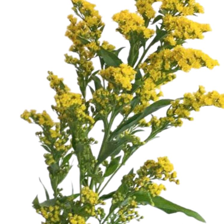Solidago