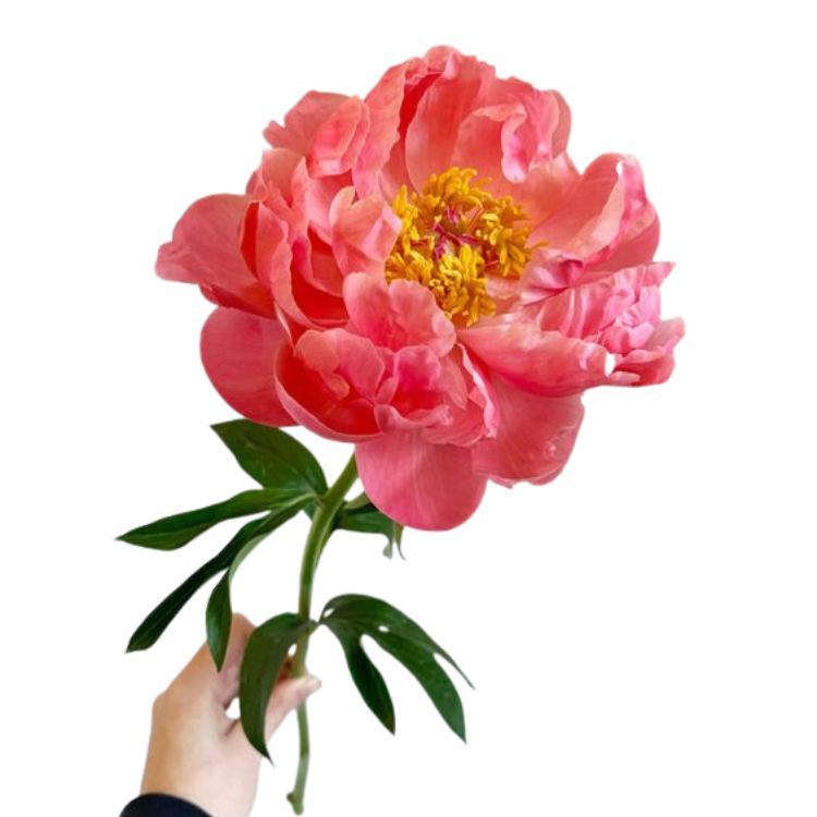 Peony