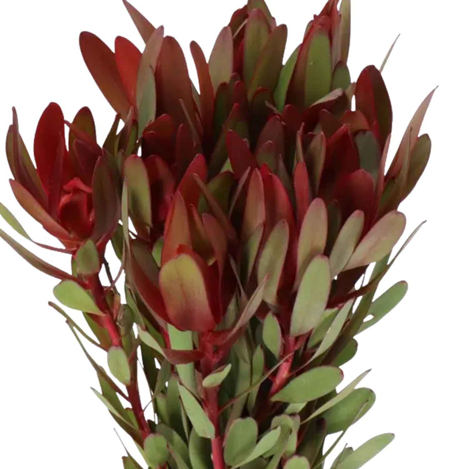 Leucadendron