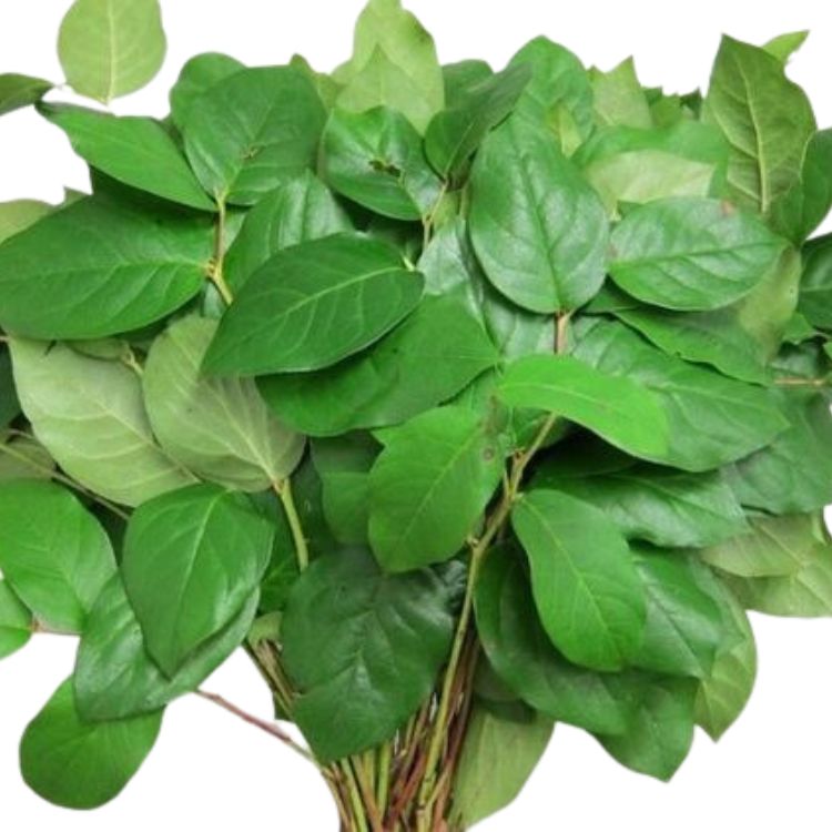Salal