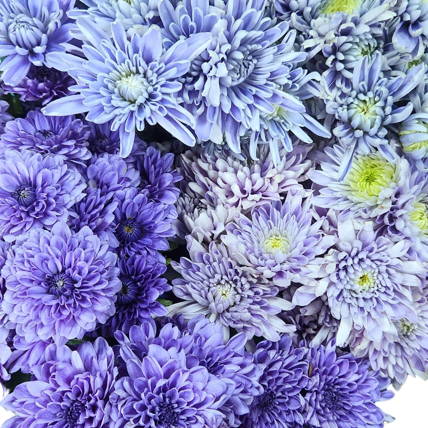 Mum - Blue Cushion Specialty