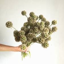 Scabiosa - Pod