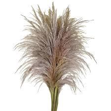 Fresh Pampas Grass