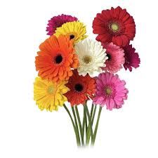 Daisy - Gerbera