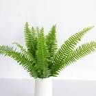 Sword Fern