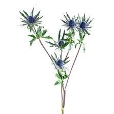 Eryngium (Thistle)