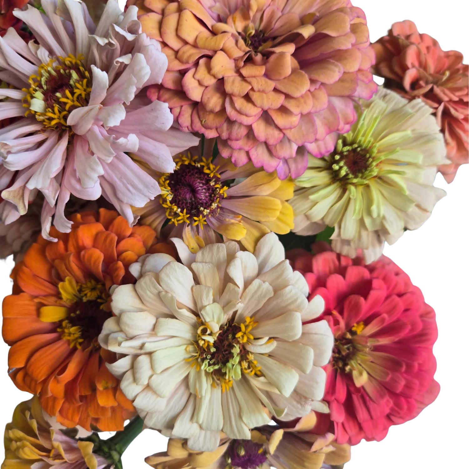 Zinnia